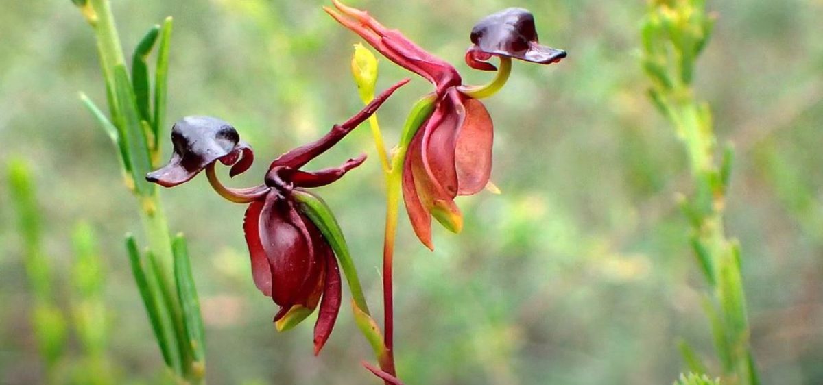 contioutra.com - Pato-voador: planta rara, curiosa e considerada uma das mais belas orquídeas do mundo