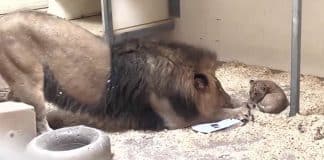 Papai leão se curva para conhecer seu filhotinho e momento rende vídeo comovente