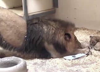 Papai leão se curva para conhecer seu filhotinho e momento rende vídeo comovente