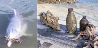 Quarentena faz golfinhos sentirem ‘saudade’ de humanos e eles deixam ‘presentes’ na areia Quarentena faz golfinhos sentirem ‘saudade’ de humanos e eles deixam ‘presentes’ na areia