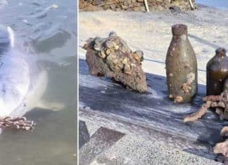 Quarentena faz golfinhos sentirem ‘saudade’ de humanos e eles deixam ‘presentes’ na areia