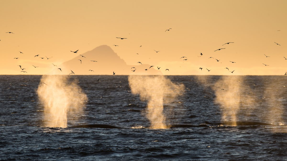 contioutra.com - 6 fotos inacreditáveis de baleias sendo felizes na Noruega