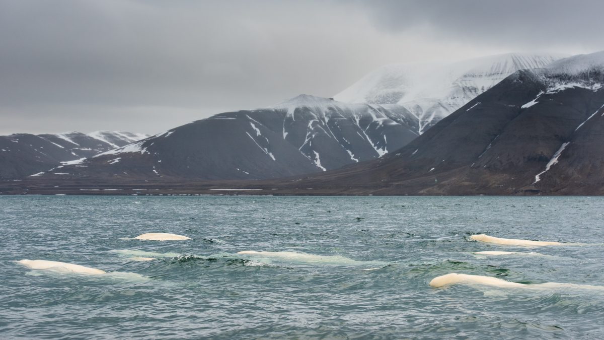 contioutra.com - 6 fotos inacreditáveis de baleias sendo felizes na Noruega