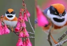 Ruivinho e mascarado: esse miudinho de 10 cm é certamente um dos mais belos pássaros do mundo