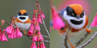 Ruivinho e mascarado: esse miudinho de 10 cm é certamente um dos mais belos pássaros do mundo