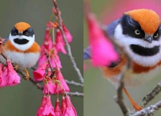 Ruivinho e mascarado: esse miudinho de 10 cm é certamente um dos mais belos pássaros do mundo