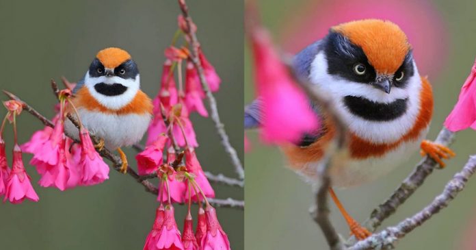 Ruivinho e mascarado: esse miudinho de 10 cm é certamente um dos mais belos pássaros do mundo