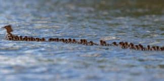 ‘Super mãe’ é vista em lago liderando um grupo de 56 patinhos ‘Super mãe’ é vista em lago liderando um grupo de 56 patinhos
