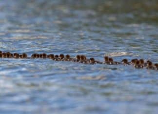 ‘Super mãe’ é vista em lago liderando um grupo de 56 patinhos