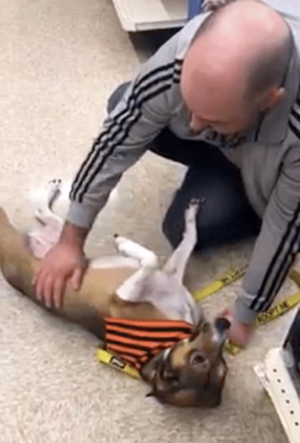 contioutra.com - Homem reencontra sua cachorrinha por acaso tr&ecirc;s anos depois de t&ecirc;-la perdido