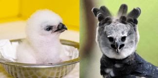 Nascimento do 50º filhote de harpia emociona biólogos em Refúgio Biológico no Paraná