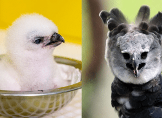 Nascimento do 50º filhote de harpia emociona biólogos em Refúgio Biológico no Paraná