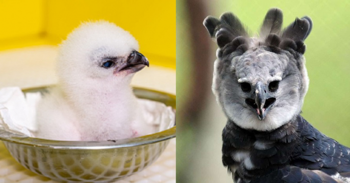 Nascimento do 50º filhote de harpia emociona biólogos em Refúgio Biológico no Paraná