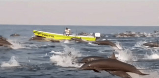 Centenas de golfinhos aparecem na costa do México. Neste momento, o mar é só para eles!