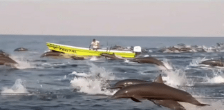 Centenas de golfinhos aparecem na costa do México. Neste momento, o mar é só para eles!