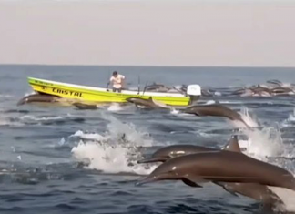Centenas de golfinhos aparecem na costa do México. Neste momento, o mar é só para eles!