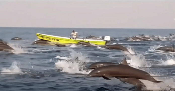 Centenas de golfinhos aparecem na costa do México. Neste momento, o mar é só para eles!