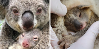 Após temporada de incêndios, novo bebê coala nasce na Austrália. Uma nova chance!