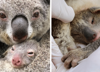 Após temporada de incêndios, novo bebê coala nasce na Austrália. Uma nova chance!
