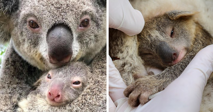 Após temporada de incêndios, novo bebê coala nasce na Austrália. Uma nova chance!