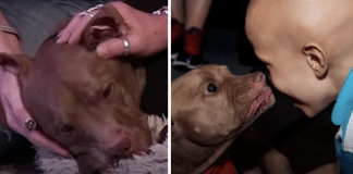 Pitbull ‘sensitivo’ percebe e vai até pessoas que precisam de ajuda: “Ele sabe do que a gente precisa”.