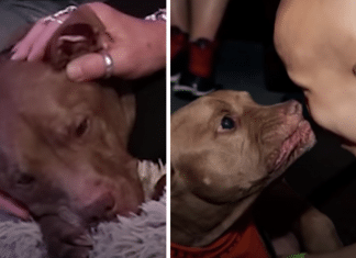 Pitbull ‘sensitivo’ percebe e vai até pessoas que precisam de ajuda: “Ele sabe do que a gente precisa”.