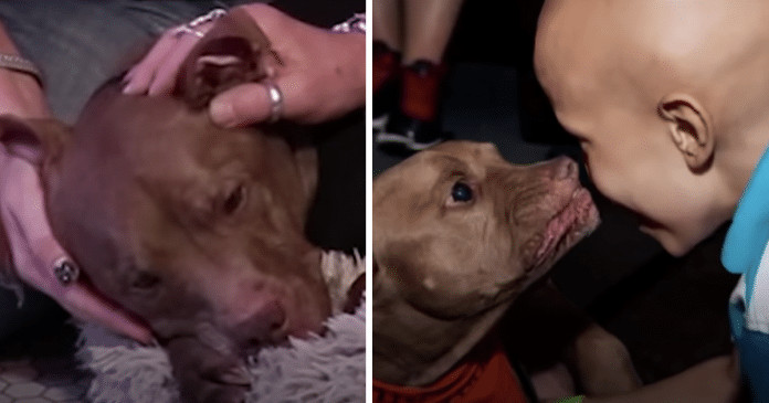 Pitbull ‘sensitivo’ percebe e vai até pessoas que precisam de ajuda: “Ele sabe do que a gente precisa”.