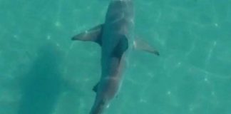 Sem banhistas por perto, tubarões nadam à vontade na Costa do Rio. Veja o Vídeo!