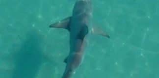 Sem banhistas por perto, tubarões nadam à vontade na Costa do Rio. Veja o Vídeo!