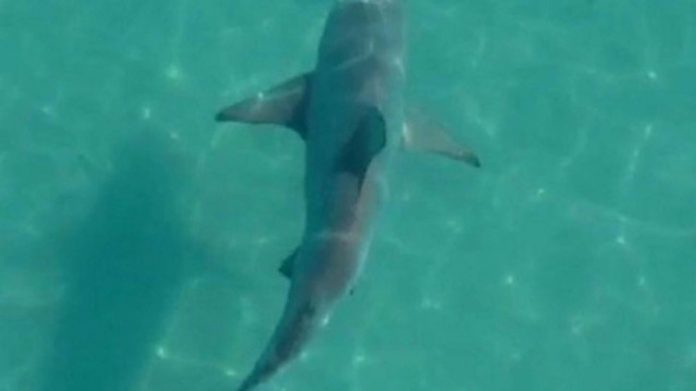 Sem banhistas por perto, tubarões nadam à vontade na Costa do Rio. Veja o Vídeo!