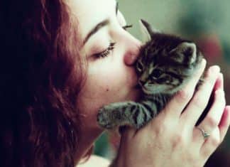 Tutores de Gatos podem ter mais tolerância a Covid-19, é hipótese de médica espanhola