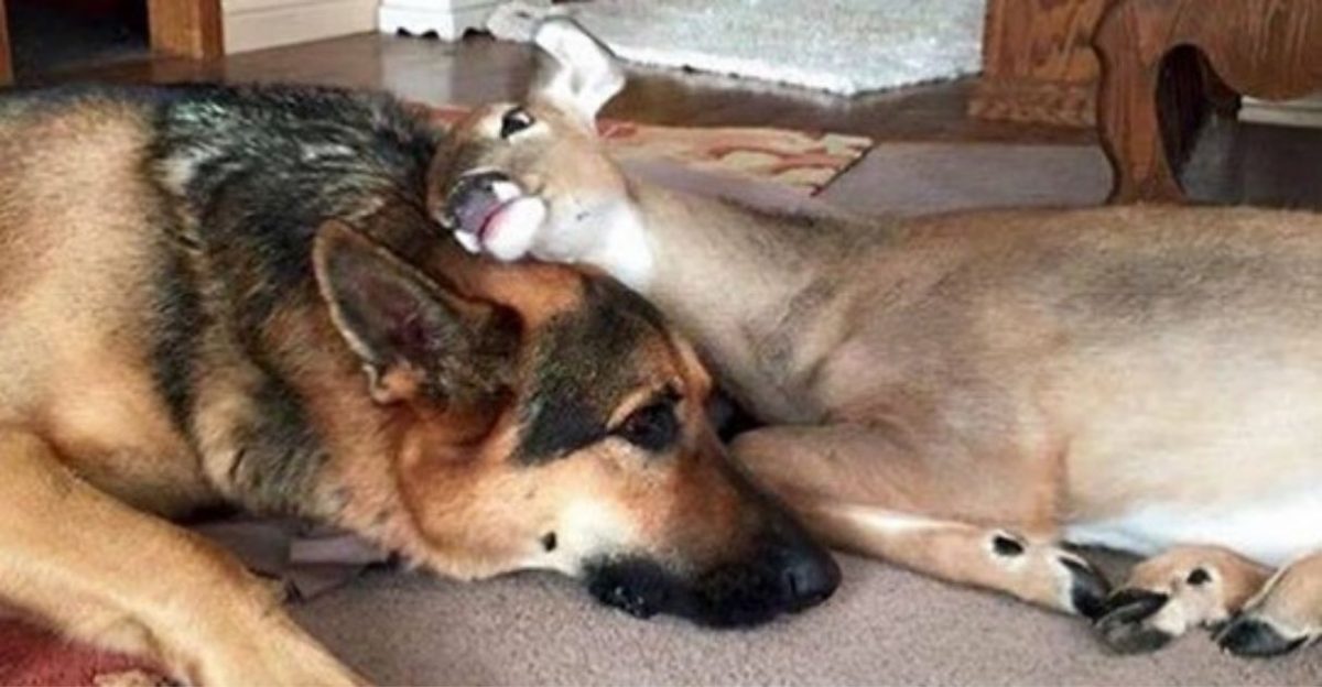 contioutra.com - Cão surpreende dona ao adotar filhote de cervo indefeso: 'Virou babá dele'