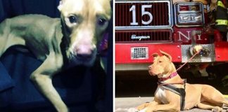 Cachorrinha deixada à própria sorte em casa abandonada é resgatada e adotada por Corpo de Bombeiros