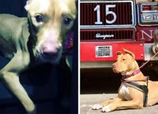 Cachorrinha deixada à própria sorte em casa abandonada é resgatada e adotada por Corpo de Bombeiros