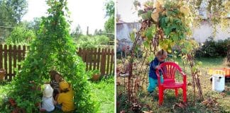 Esse truque de jardinagem feito com feijões vai cativar seus filhos. Confira! Esse truque de jardinagem feito com feijões vai cativar seus filhos. Confira!