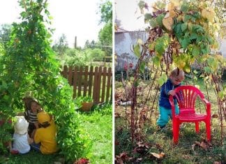 Esse truque de jardinagem feito com feijões vai cativar seus filhos. Confira!