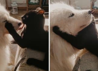 Gatinho vai todos os dias para casa do vizinho visitar sua amiga canina. Eles se amam!