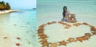 Praia deserta desde a pandemia é tomada por estrelas-do-mar. A natureza está muito melhor sem nós!