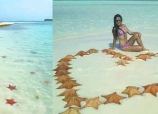 Praia deserta desde a pandemia é tomada por estrelas-do-mar. A natureza está muito melhor sem nós!