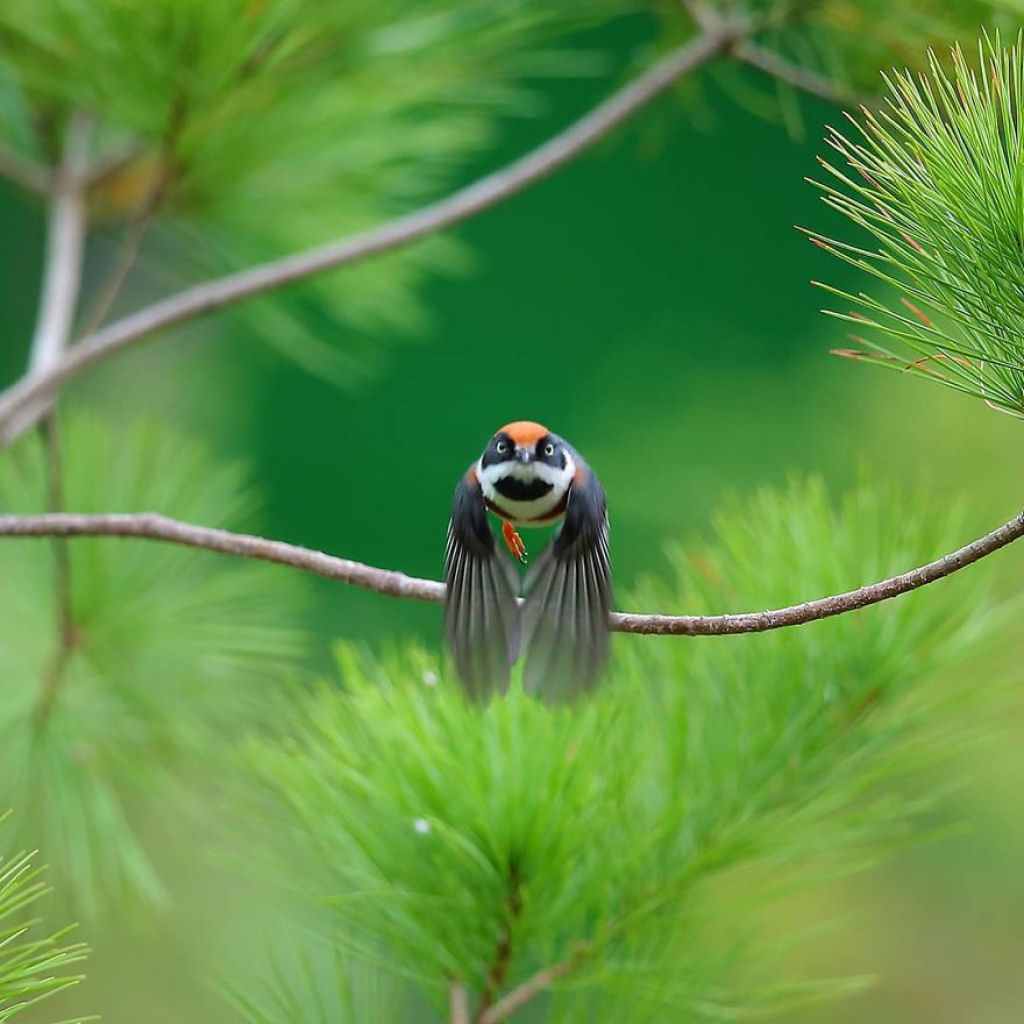 contioutra.com - Ruivinho e mascarado: esse miudinho de 10 cm é certamente um dos mais belos pássaros do mundo