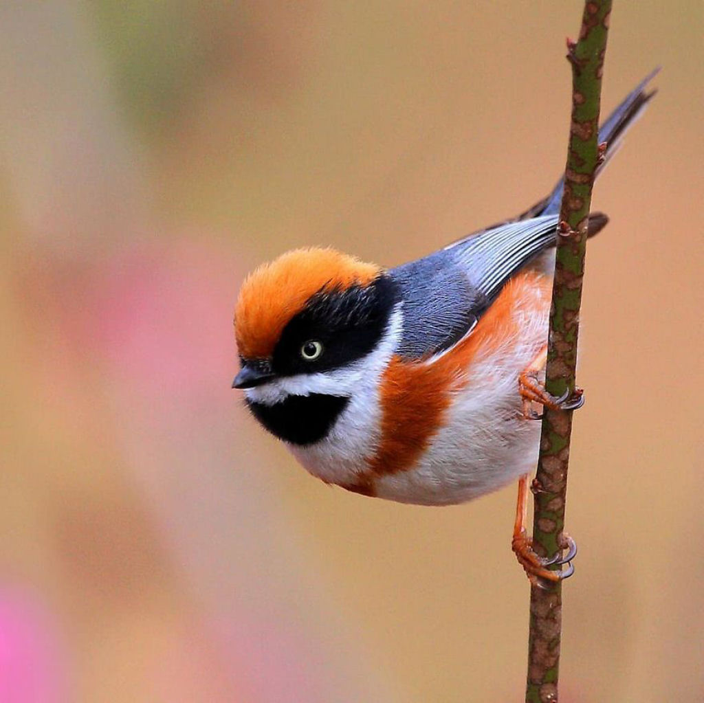contioutra.com - Ruivinho e mascarado: esse miudinho de 10 cm é certamente um dos mais belos pássaros do mundo