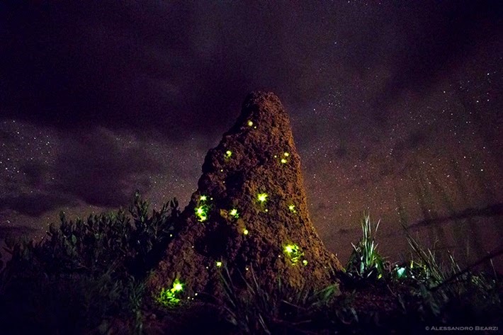 contioutra.com - Conheça os cupinzeiros iluminados do cerrado do Mato Grosso do Sul que parecem castelos de fadas