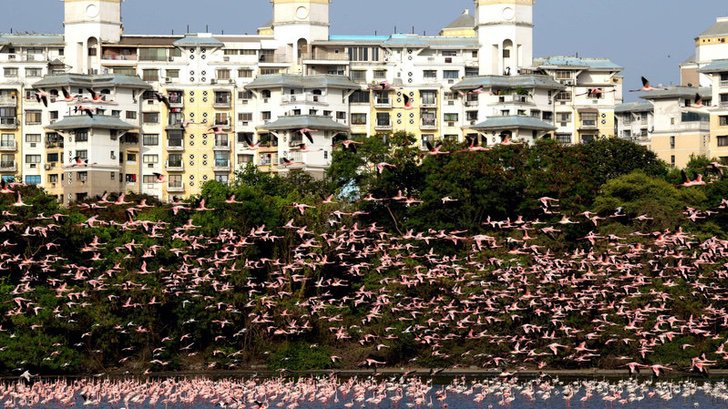 contioutra.com - Mais de mil flamingos posam em vários lagos em Mumbai, na Índia