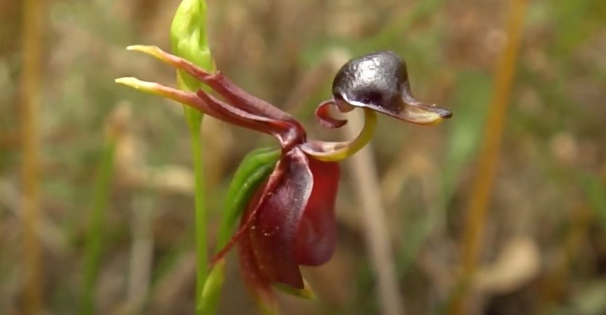 contioutra.com - Pato-voador: planta rara, curiosa e considerada uma das mais belas orquídeas do mundo