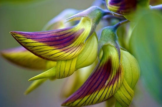 contioutra.com - Florzinha autraliana fascina a todos com suas pétalas que formam beija-flores