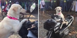 Cachorrinha obediente espera na moto enquanto sua dona faz as compras. Veja o vídeo!