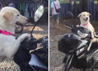 Cachorrinha obediente espera na moto enquanto sua dona faz as compras. Veja o vídeo!