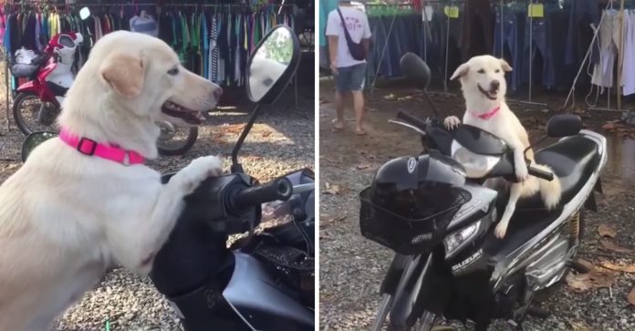 Cachorrinha obediente espera na moto enquanto sua dona faz as compras. Veja o vídeo!