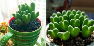 As suculentas são a nova sensação: conheça 5 variedades perfeitas para embelezar o ambiente