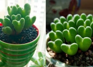 As suculentas são a nova sensação: conheça 5 variedades perfeitas para embelezar o ambiente